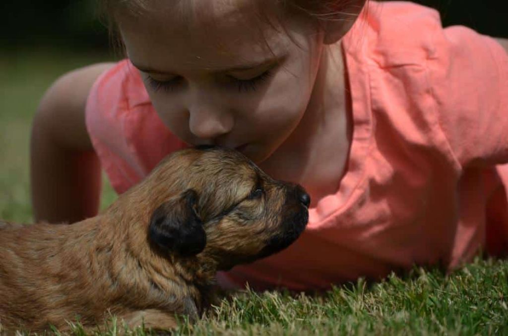 Brown Aussiedoodle Pup Being Kissed